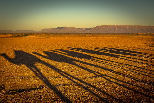 desert 74 sunrise camel shadows 2.jpg