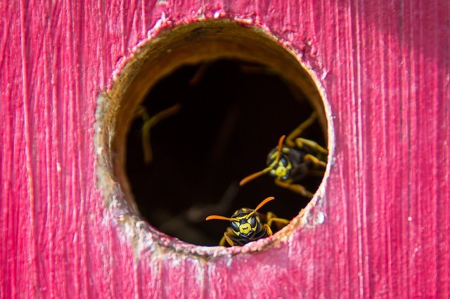 wasp-2979776_960_720.jpg