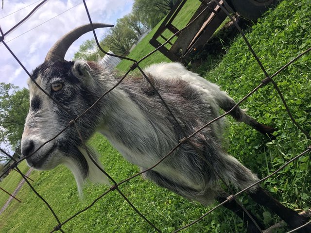 April Goat 3.jpg