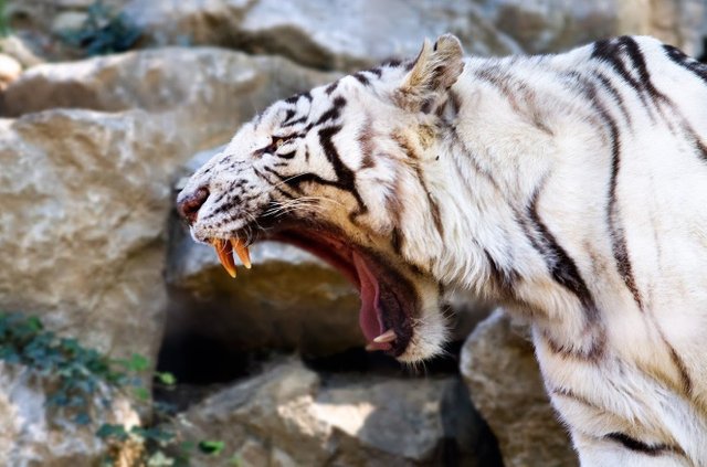 white-tiger.jpg