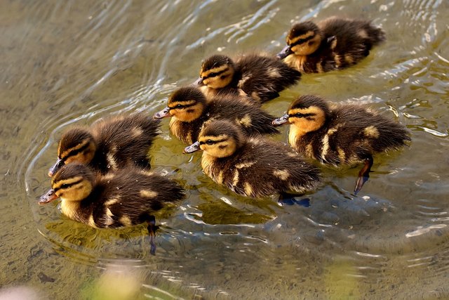 mallard-2461003_960_720.jpg