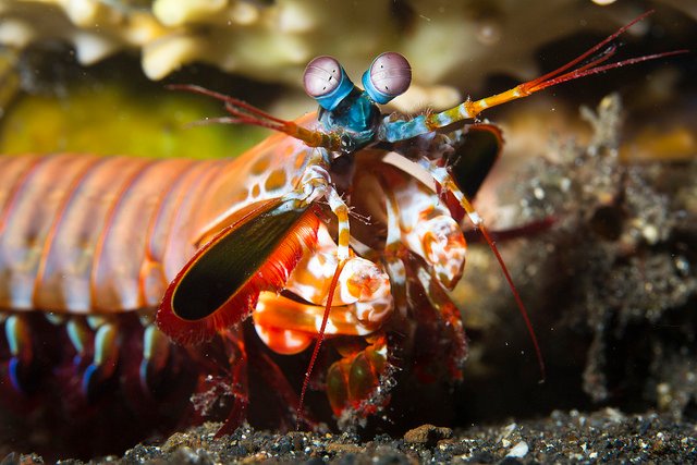 Mantis Shrimp.jpg
