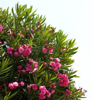 oleander_bush.jpg