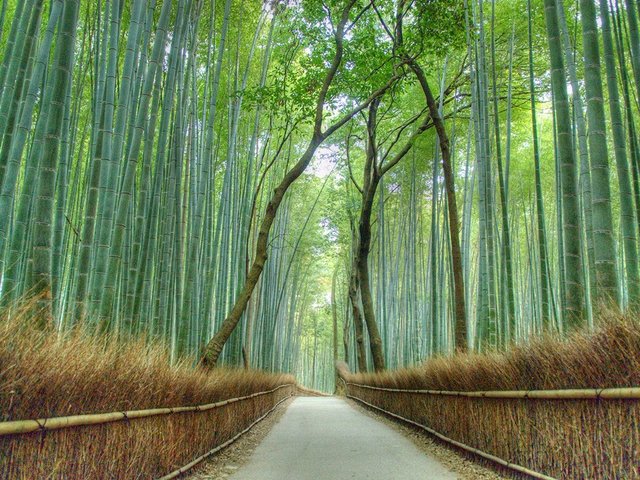 arashiyama-bamboo-forest-kyoto-cr-getty.jpg