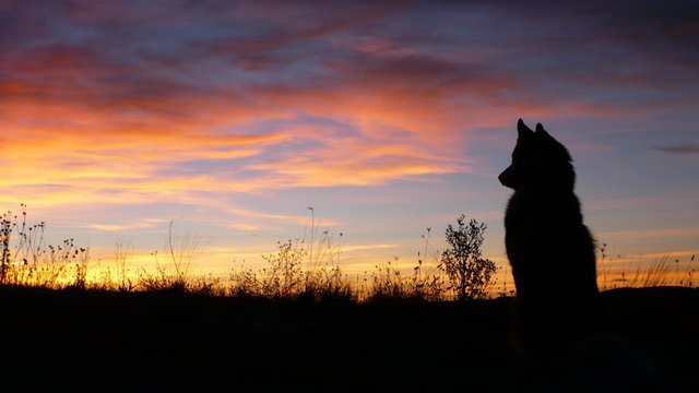 horizon-silhouette-cloud-sky-sun-sunrise-1168630-pxhere.com.jpg