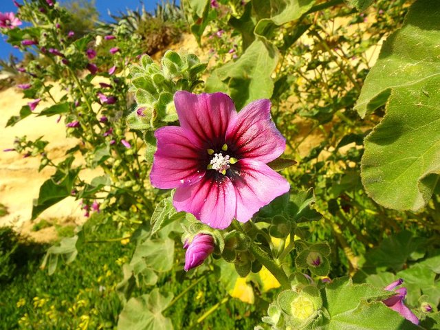 Tree Mallow flower.jpg