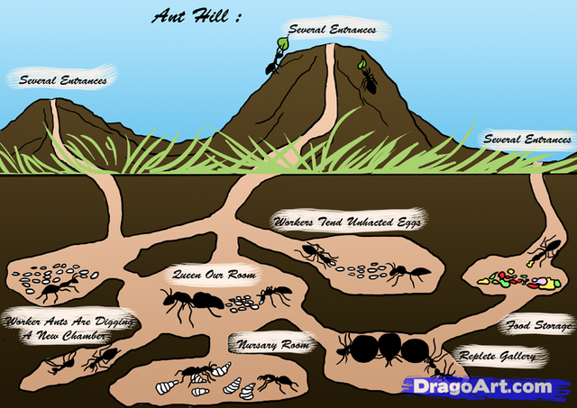 drawn-ant-ant-colony-6.png