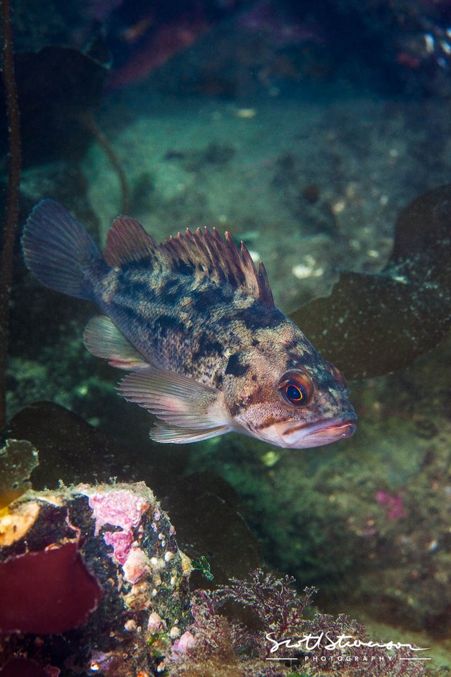 Brown Rockfish-14.jpg