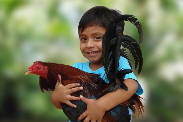 Roosters-Animal-Happy-Child-Pet-1801620.jpg