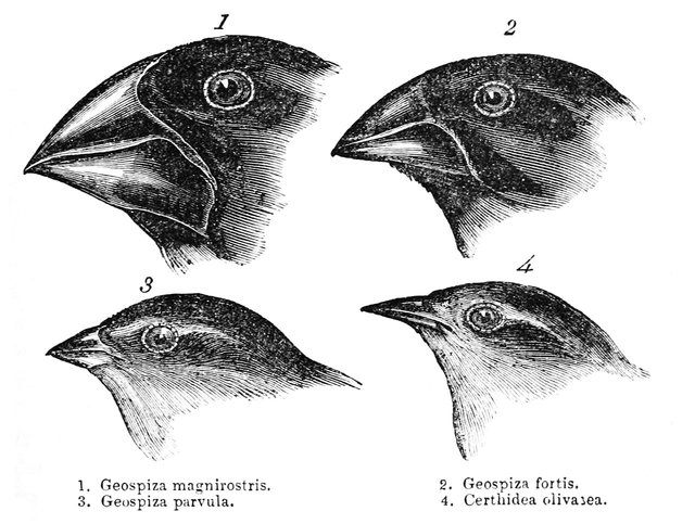 1280px-Darwin's_finches_by_Gould.jpg