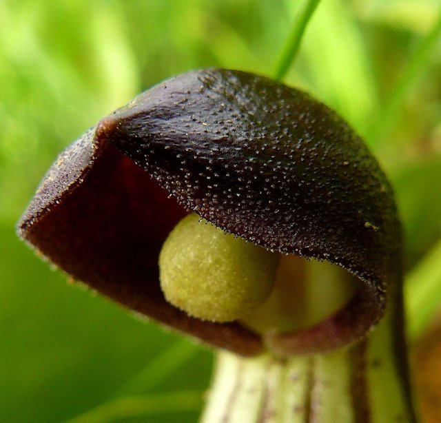 arisarum simorrhinum 2.jpg