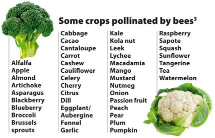 425-08-crops-pollinated-by-bees.jpg