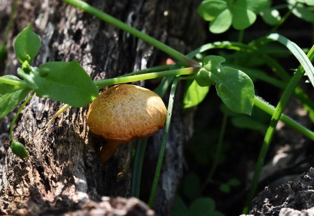 mushroom swamp 1.jpg