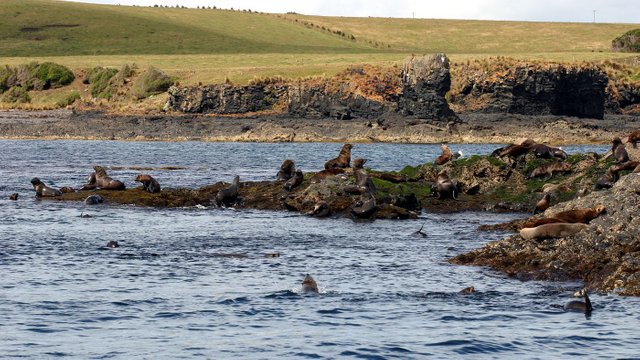 Australian Fur Seal Bull Rock Stanley Tas n6.jpg