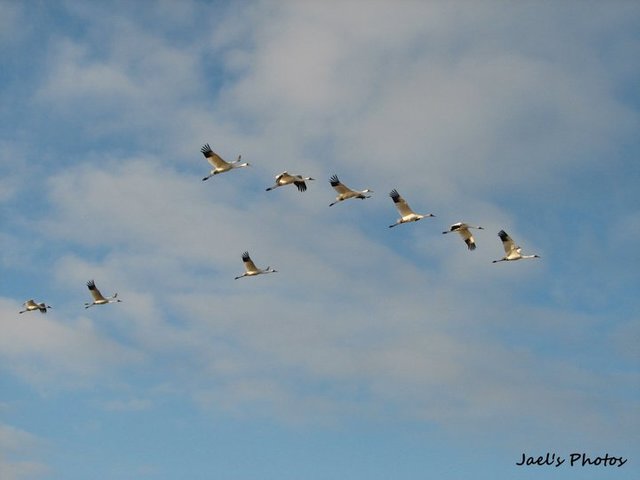 Whooping Cranes.jpg