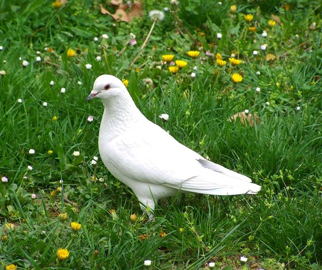 white-dove-2205639_960_720.jpg