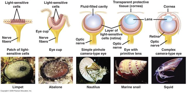 EyeEvolution1-1.jpg