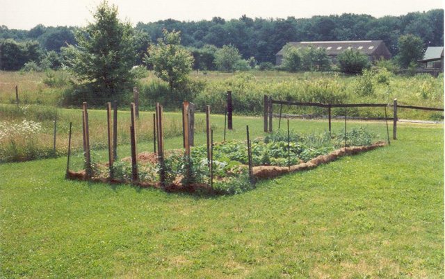 First.vegetable.garden.July.92.jpg