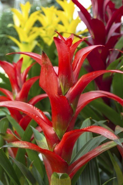 Bromeliad-400x600.jpg