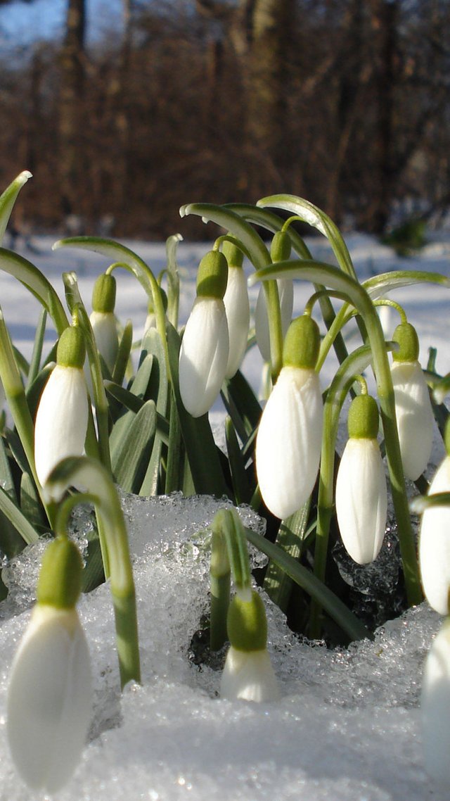 Flower in the snow. (1).jpeg