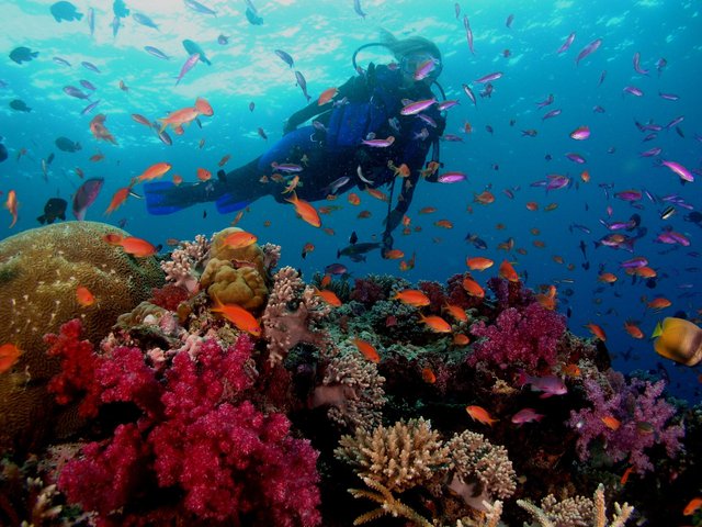 ScubaDiveAsia-Fiji_coral-diver.jpg