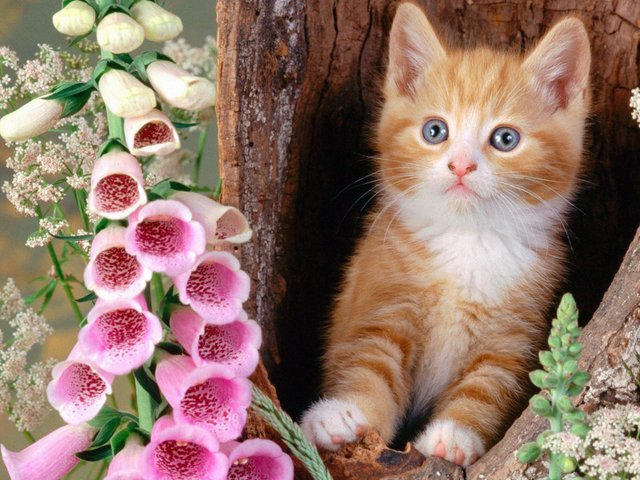 flowers-cats-animals-kittens-foxgloves-hd-pictures.jpg