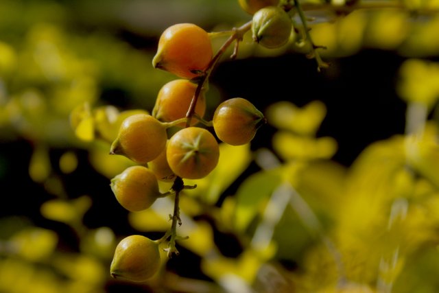 fruta amarilla.jpg