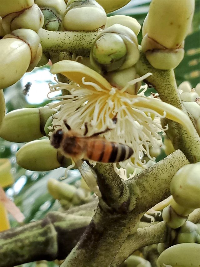 Bees On The Palm Tree Steemit