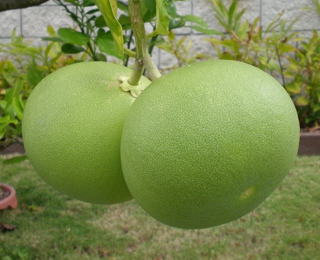 3. buah pamelo 2.jpg