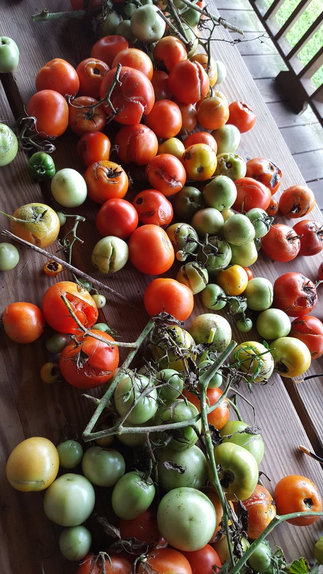 Serenity Valley Farms ruined Tomatoes from Worm.jpg