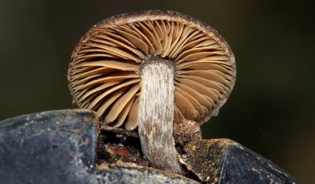Unknown Fungi BY Tas 2018-04-18 n2.jpg