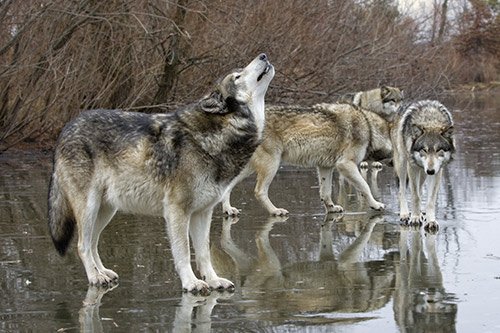 wolves-on-an-icy-lake.jpg