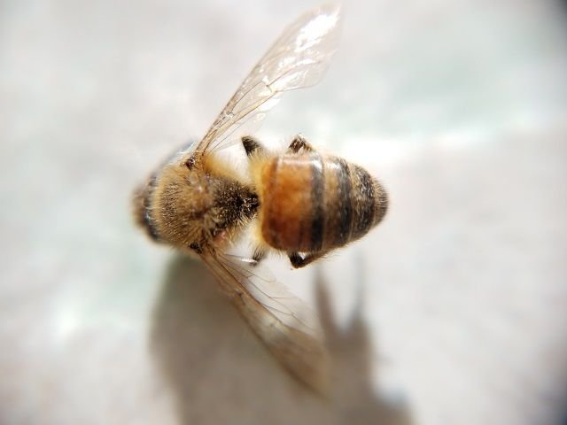 steemit-enternamehere-bee-macro-1.jpg