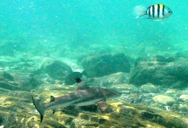 04-A-Good-encounter-with-a-snorkeler-black-tip-reef-shark-in-the-phi-phi-shark-watch-snorkel-tour (6).jpg