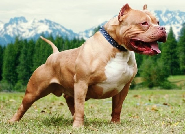 perro-pitbull-2.jpg