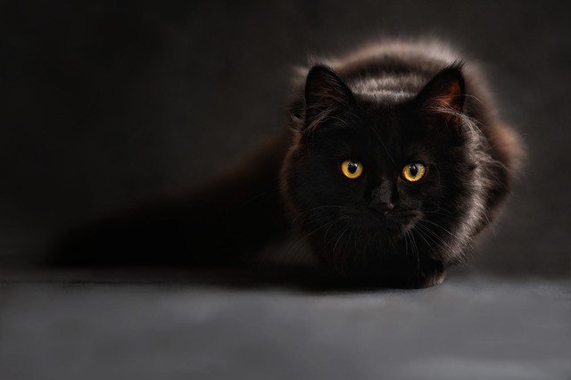 5 LESS WELL KNOWN THINGS ABOUT BLACK CATS.jpg