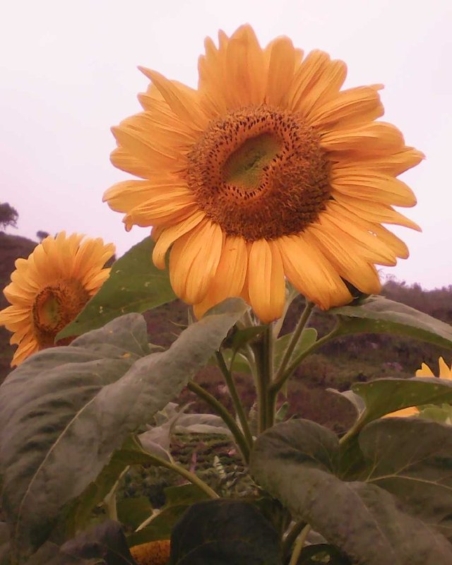 GIRASOLES.jpg