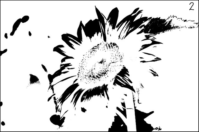 sunflower-cells-2.jpg