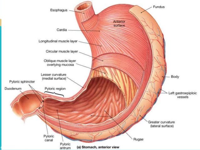 histology-of-stomach-11-638.jpg