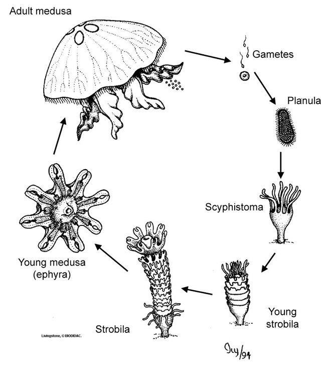 jelly_fish_life_cycle.jpg