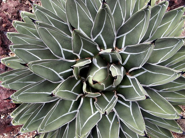 1200px-Agave,_Victoria_Regina,_Huntington.jpg