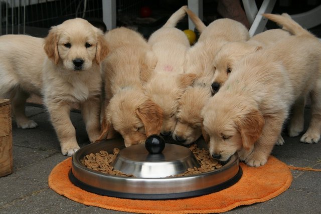 Golden-Retriever-Puppy-Dog-Puppy-While-It-Is-Eating-2706672.jpg