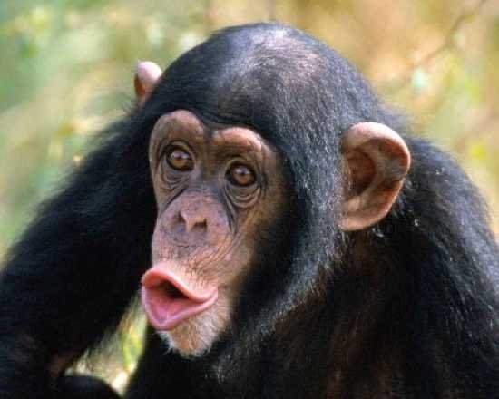 chimpanzee_picture.jpg