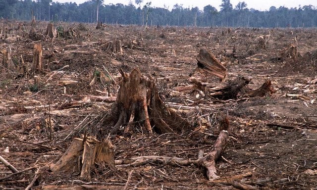 deforestation-causes-HI_104236.jpg