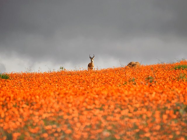 namaqualand-south-africa-GettyImages-603902648.jpg