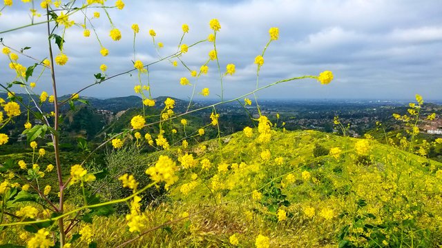 Mustards anaheim hills Weir Canyon Wilderness Park.jpg