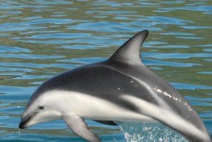 Dusky-Dolphin-photos-300x201.jpg