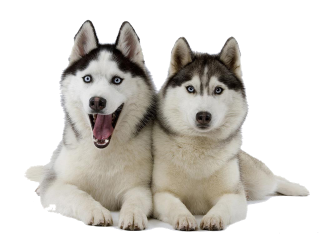 24450-9-husky-clipart.png