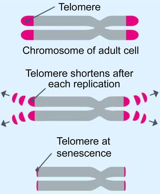 telomere-final.jpg