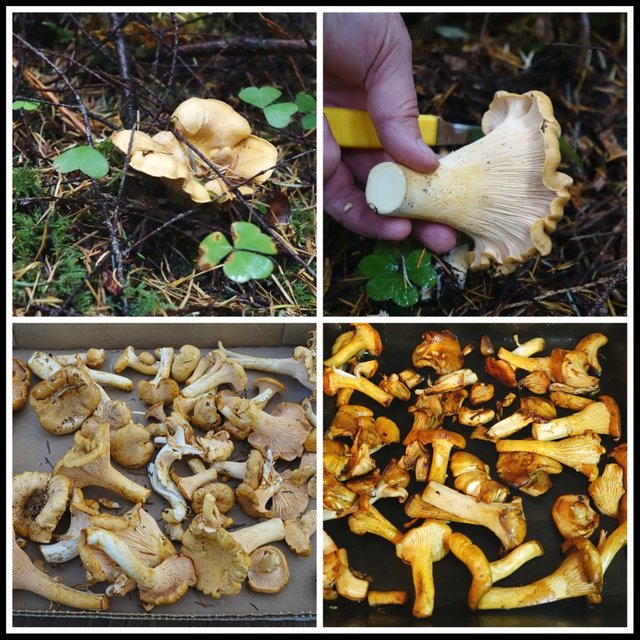 x chanterelles.jpg